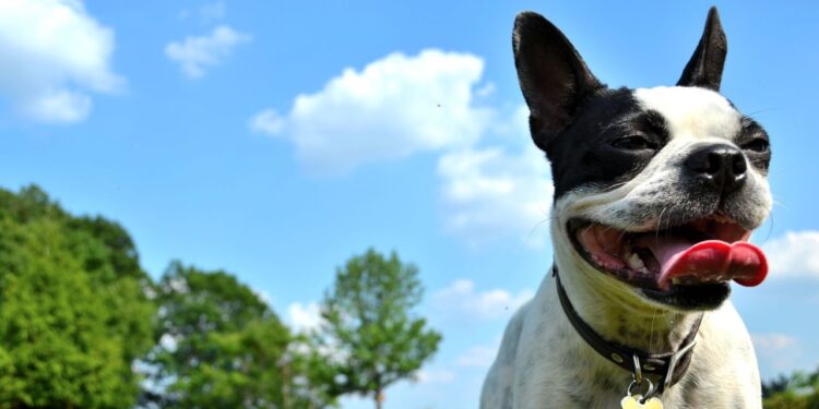 The Climate Impact of Owning a Dog