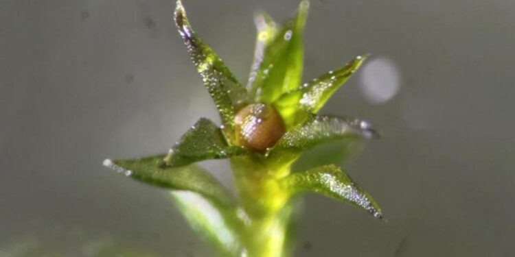 Scientists Stunned as Moss Survives 9 Months in Open Space