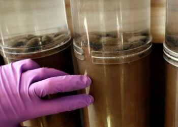 How deep-sea mining could threaten a vital ocean food source