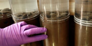 How deep-sea mining could threaten a vital ocean food source