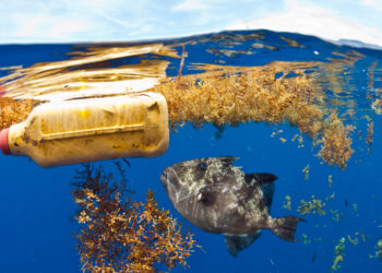 How much plastic can kill a seabird? Just six shreds of a popped balloon, new study finds : NPR