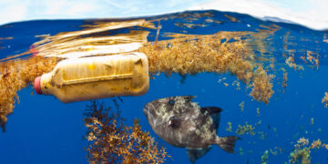 How much plastic can kill a seabird? Just six shreds of a popped balloon, new study finds : NPR