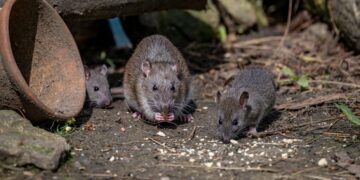 One city tries to reduce its rodents : NPR