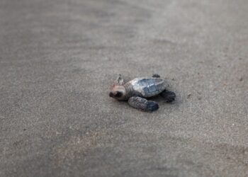 India’s olive ridleys make slow recovery : NPR