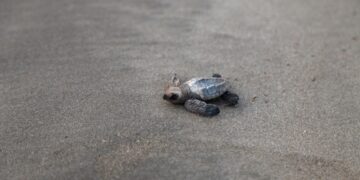 India’s olive ridleys make slow recovery : NPR