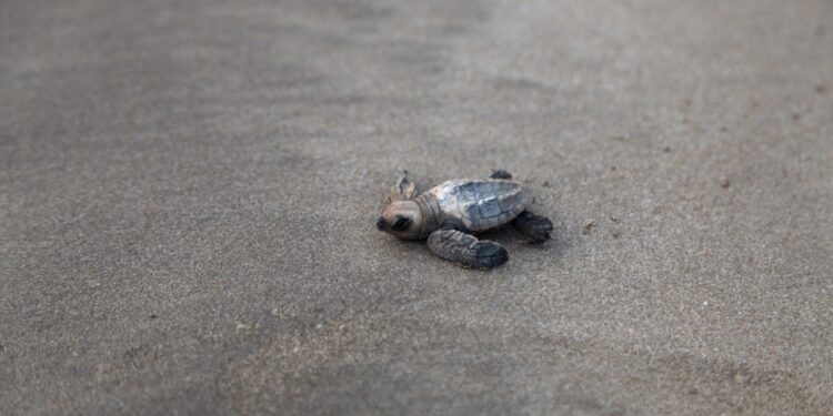 India’s olive ridleys make slow recovery : NPR