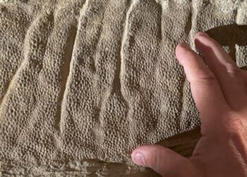 Dinosaur mummy mystery was solved with clues, analysis, and a Wyoming rancher : NPR