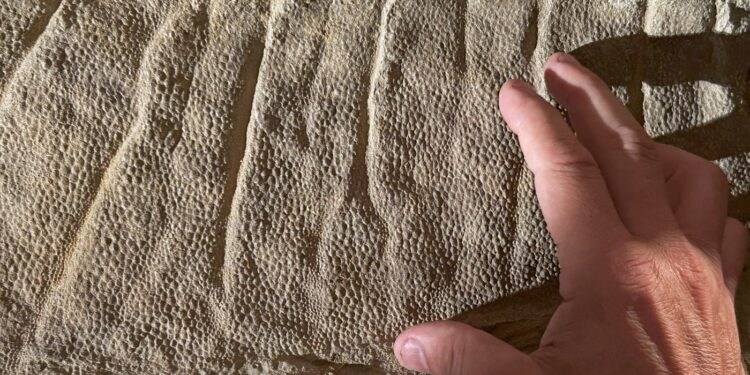 Dinosaur mummy mystery was solved with clues, analysis, and a Wyoming rancher : NPR