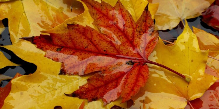 Why do only some leaves turn red in the fall? Scientists can’t agree on an answer : NPR