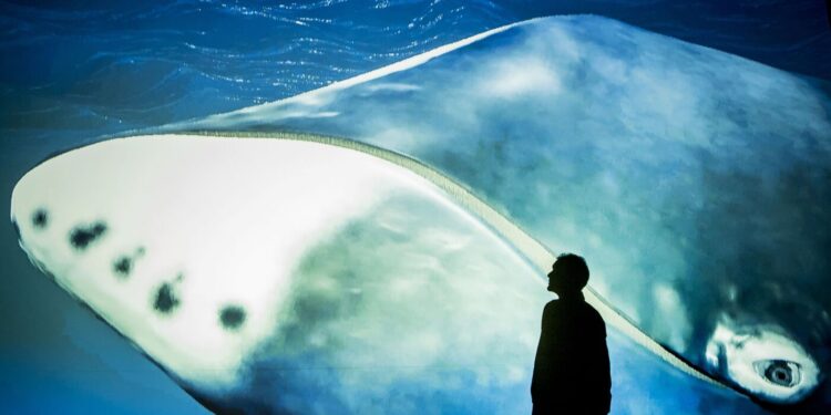 A bowhead whale’s DNA offers clues to fight cancer : NPR