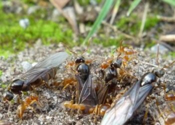 Why some ant colonies get tricked into killing their own queens : NPR