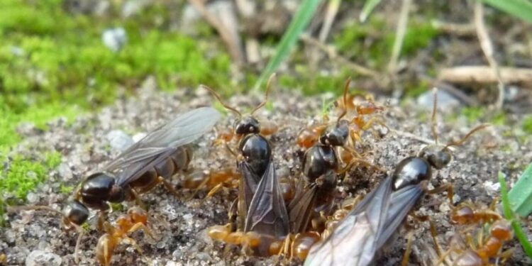 Why some ant colonies get tricked into killing their own queens : NPR