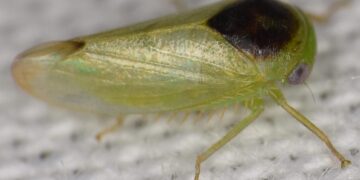 It Looks Like a Frog, but It’s a Bug: Scientist Discovers 7 Unusual New Insect Species