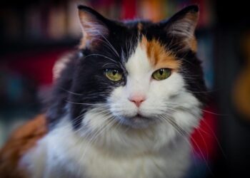 Your Cat Might Hold the Key to Alzheimer’s