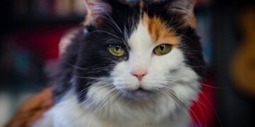 Your Cat Might Hold the Key to Alzheimer’s