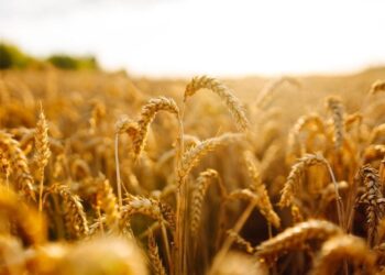 Two Tiny Tweaks May Transform Global Food Production