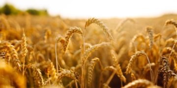 Two Tiny Tweaks May Transform Global Food Production