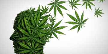 Cannabis Pain Relief Comes With a Catch