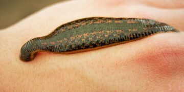 The Oldest Leech Ever Found Is Nothing Like Today’s Bloodsuckers