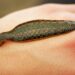 The Oldest Leech Ever Found Is Nothing Like Today’s Bloodsuckers