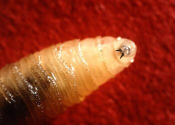 Deadly Flesh-Eating Fly Nears U.S. Border: Scientists Launch Preemptive Strike