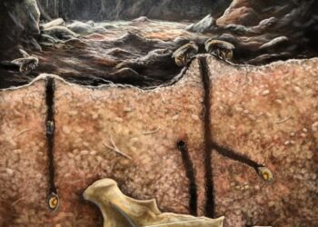 Fossils Inside Fossils: The Bizarre Discovery Hidden in a Caribbean Cave