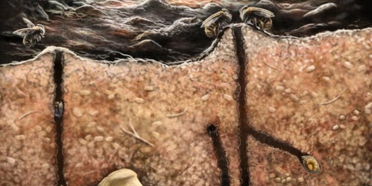 Fossils Inside Fossils: The Bizarre Discovery Hidden in a Caribbean Cave