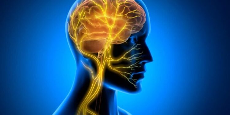 A Hidden Brain Signal May Protect the Aging Heart