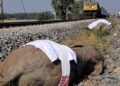 Indian high-speed train hits and kills seven elephants | World News