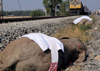 Indian high-speed train hits and kills seven elephants | World News