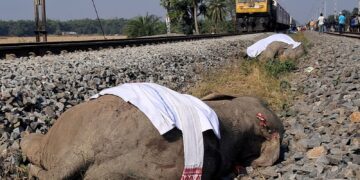 Indian high-speed train hits and kills seven elephants | World News