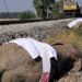 Indian high-speed train hits and kills seven elephants | World News