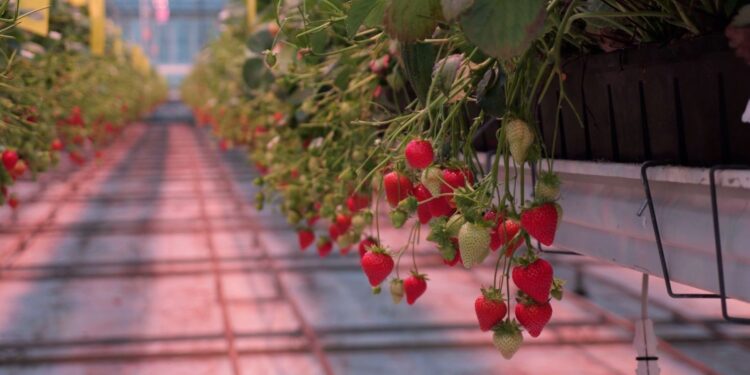 Strawberry fields forever? The West Sussex farm growing berries in December | UK News
