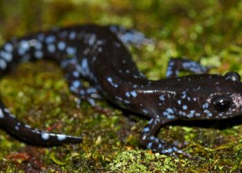 In the snow, these salamanders get supercool : NPR
