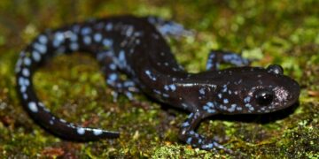 In the snow, these salamanders get supercool : NPR