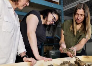 This High Arctic rhino may change what we know about ancient animal migrations : NPR