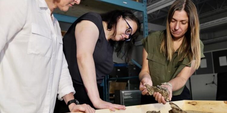 This High Arctic rhino may change what we know about ancient animal migrations : NPR