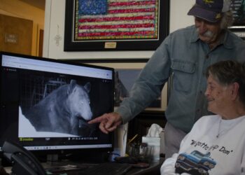 Here’s how Texas towns are handling rising black bear populations : NPR