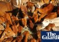 Australian beef industry ‘extremely disappointed’ after China hits imports with 55% tariff | Australia news