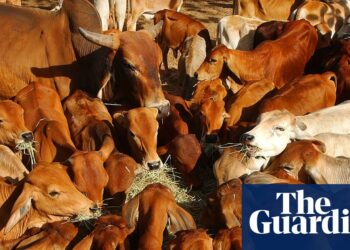 Australian beef industry ‘extremely disappointed’ after China hits imports with 55% tariff | Australia news