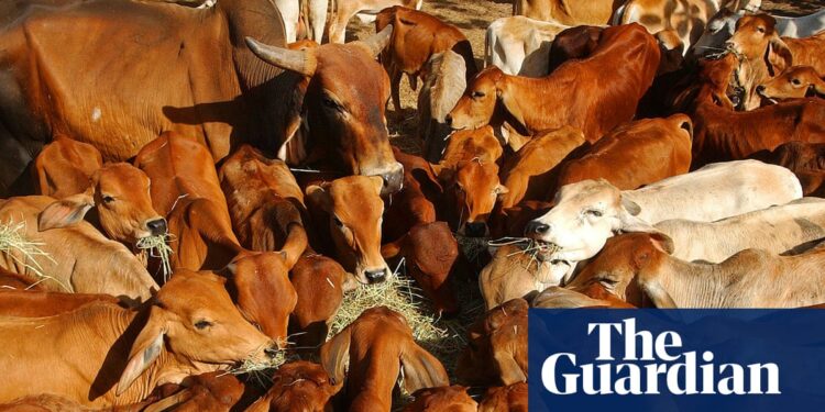 Australian beef industry ‘extremely disappointed’ after China hits imports with 55% tariff | Australia news