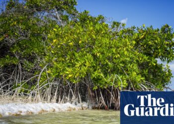 Dutch government discriminated against Bonaire islanders over climate adaptation, court rules | Climate crisis