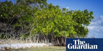 Dutch government discriminated against Bonaire islanders over climate adaptation, court rules | Climate crisis