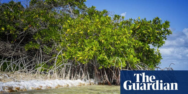 Dutch government discriminated against Bonaire islanders over climate adaptation, court rules | Climate crisis