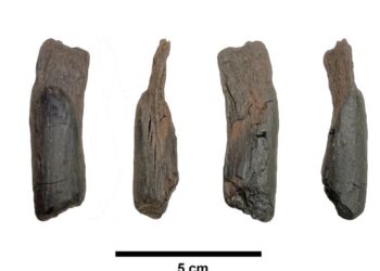 Scientists Recover Oldest Wooden Tools Ever From Gree