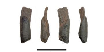 Scientists Recover Oldest Wooden Tools Ever From Gree