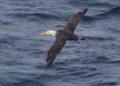 Researchers Spot Rare Albatross Off California