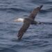 Researchers Spot Rare Albatross Off California