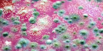 Deadly Frog Fungus Devastating Amphibians Worldwide Traced Back to Brazil