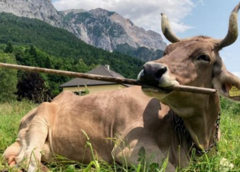 ‘Veronika’ Is the First Cow Known to Use a Tool